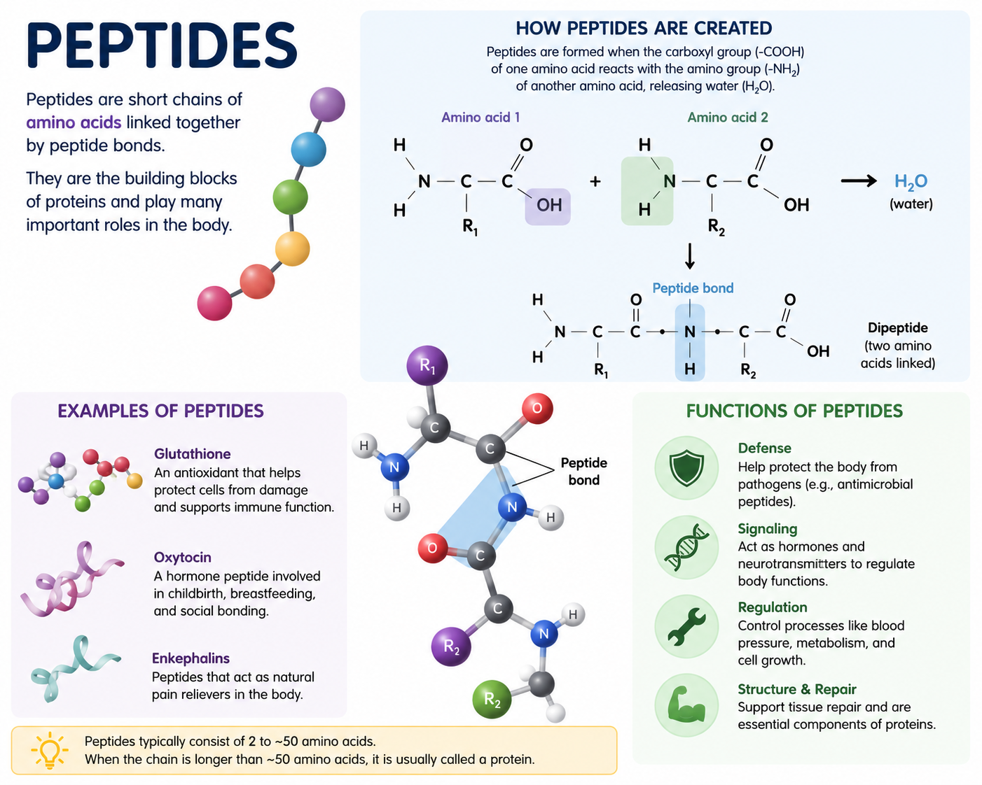 Educational infographic explaining what peptides are and how peptides work in the body
